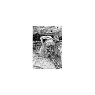 patrick lysaght – for the birds